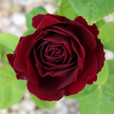 Plant image Rosa 'Souvenir du Docteur Jamain'