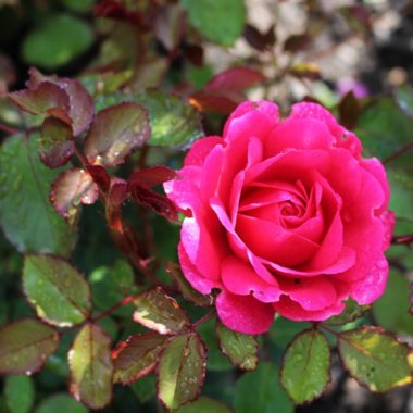 Rosa 'Sir John Betjeman'