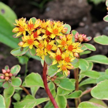 Sedum kamtschaticum var. kamtschaticum 'Variegatum'