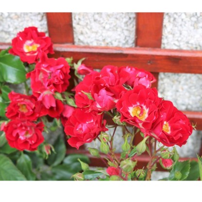 Plant image Rosa 'Horjasper' syn. Rosa 'Rambling Rosie'