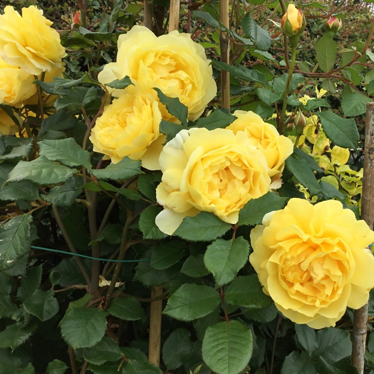 Plant image Rosa 'Auswhirl' syn. Rosa 'The Poet's Wife'