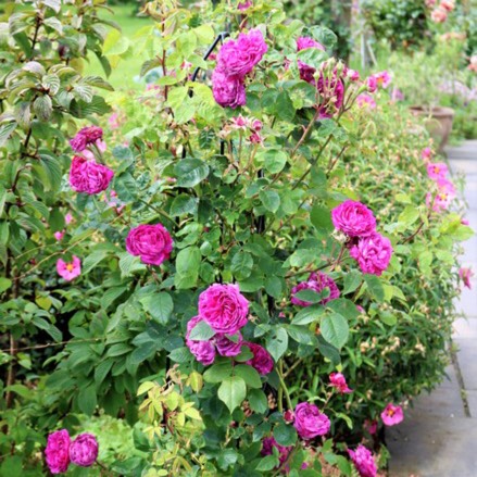 Plant image Rosa 'Reine des Violettes' syn. Rosa 'Queen of the Violets'