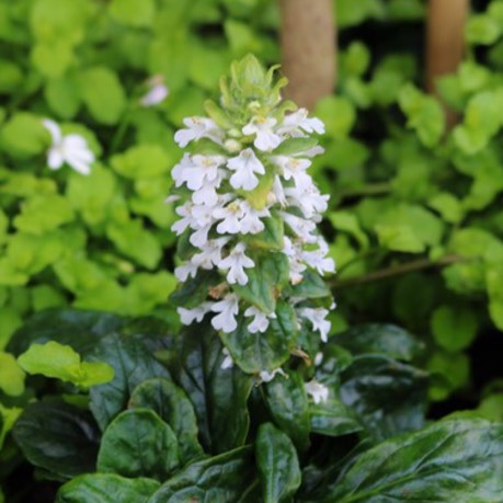 plant image 489988