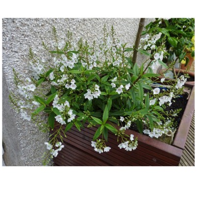 plant image 489990