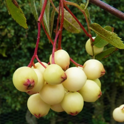 Plant image Sorbus Kashmiriana