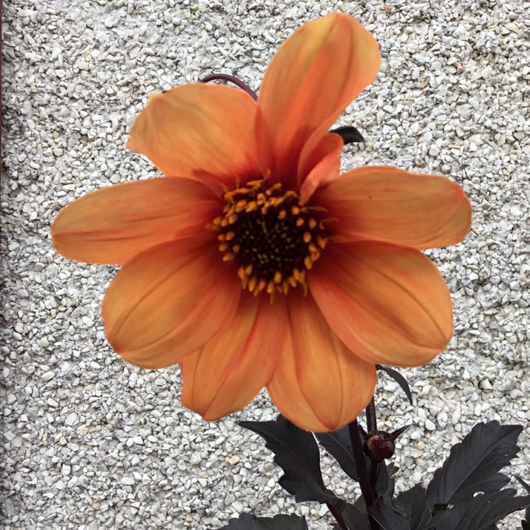 Plant image Dahlia 'Bishop's Children'