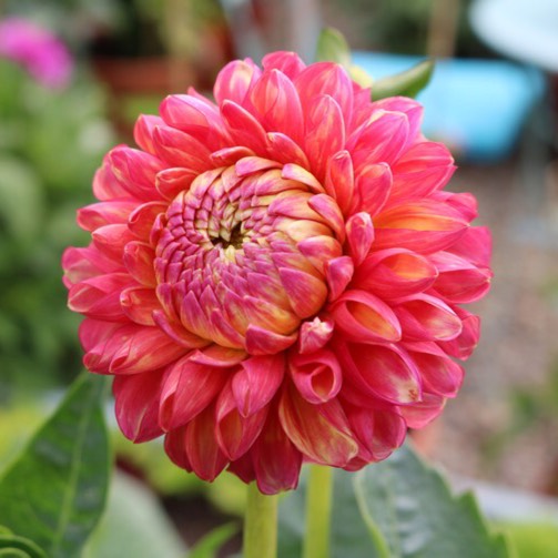 Plant image Dahlia 'Burlesca'