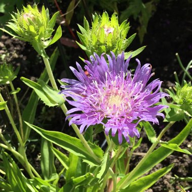 Stokesia laevis