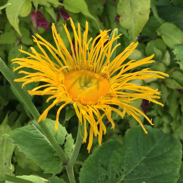 Plant image Inula Orientalis