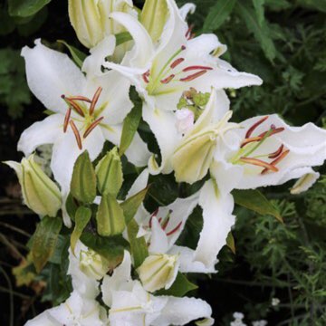Plant image Lilium 'Casa Blanca'