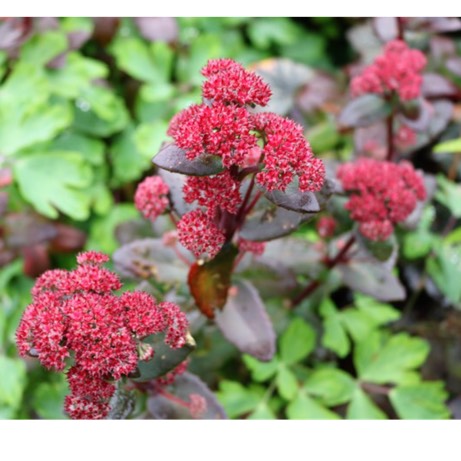 plant image 519474