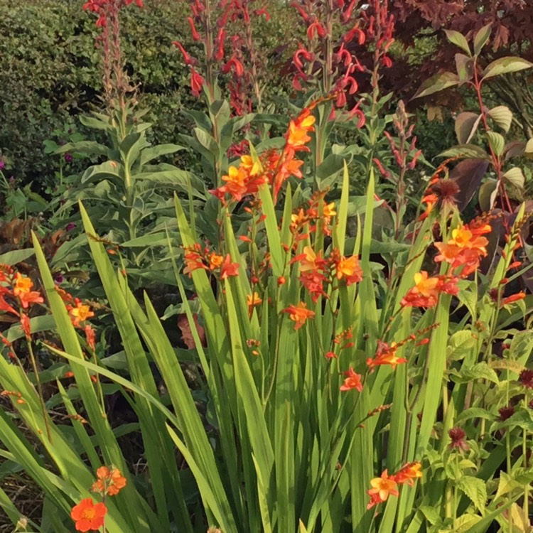 plant image 535370