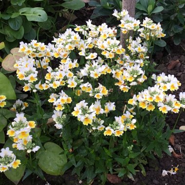 Nemesia 'Sunpeddle Yellow White'