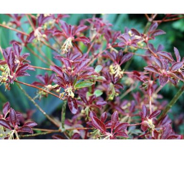 Plant image Enkianthus campanulatus