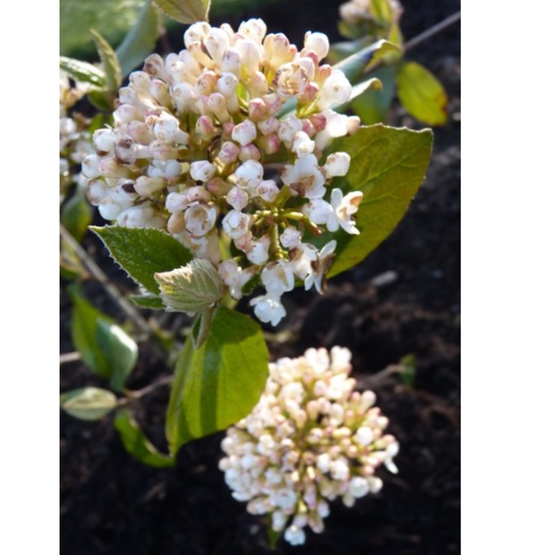 Plant image Viburnum carlesii 'Marlou'