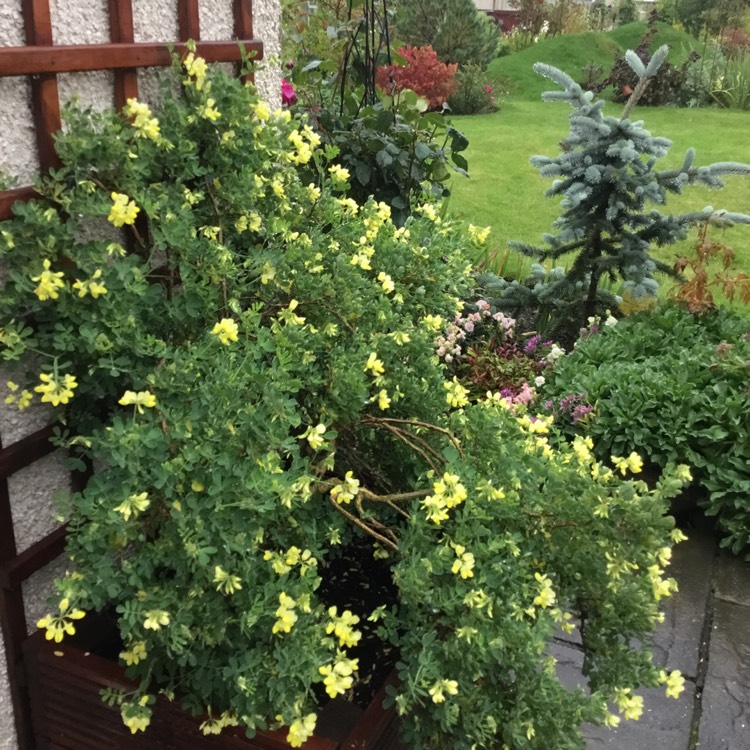 Plant image Coronilla valentina subsp. glauca 'Citrina' syn. Coronilla glauca 'Citrina', Coronilla valentina 'Citrina'