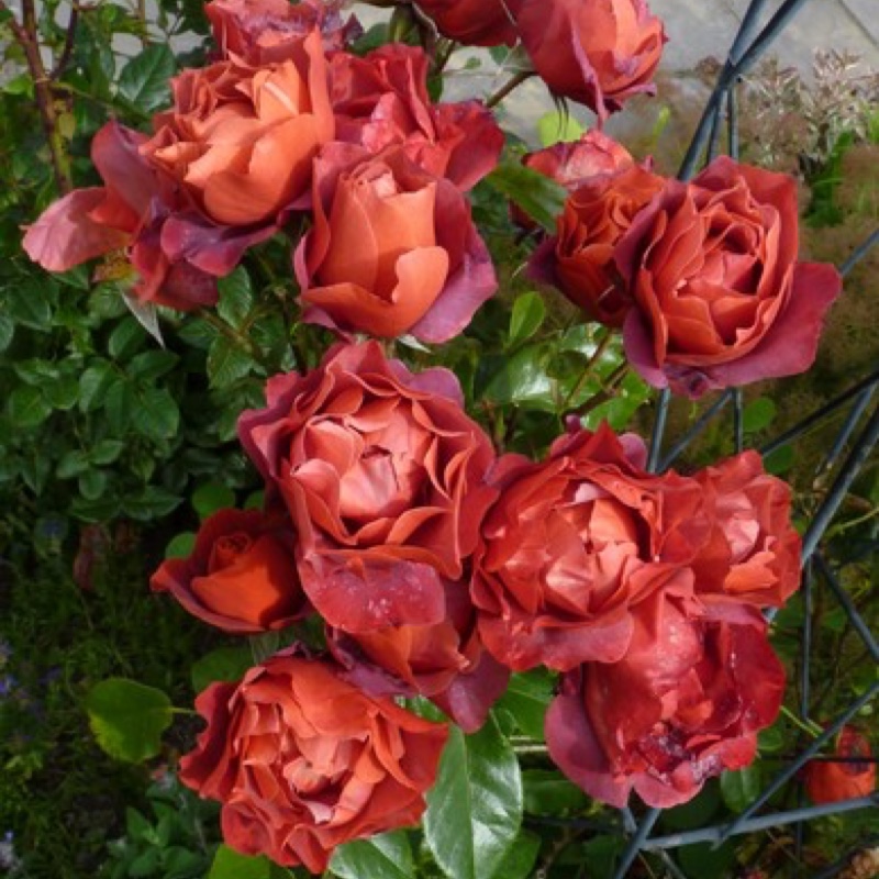 Plant image Rosa 'Hot Chocolate'