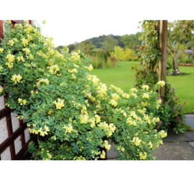 Glaucous Scorpion Vetch 'Citrina'