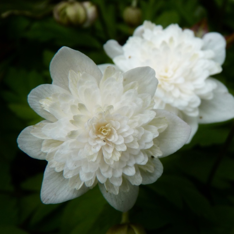 Plant image Anemone nemorosa 'Vestal'