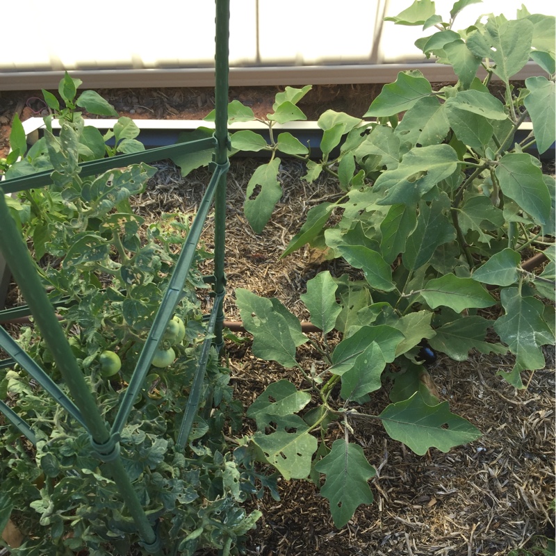 Patricia's garden