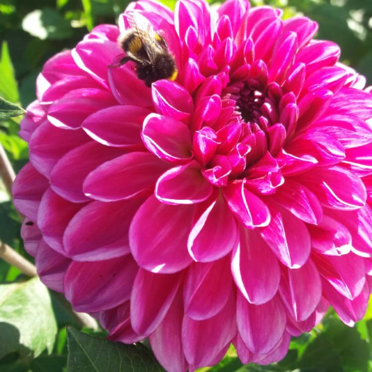 plant image 617969
