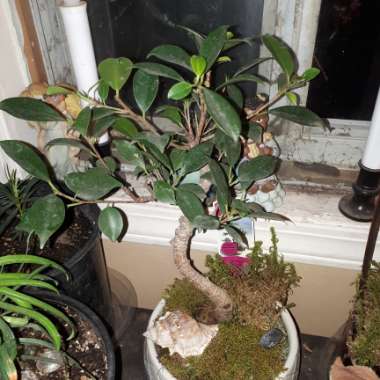 Ficus benjamina