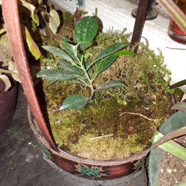 Ficus benjamina