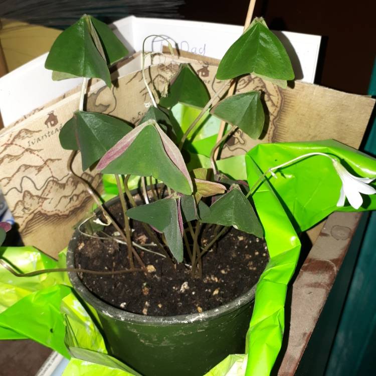 Plant image Oxalis Regnellii
