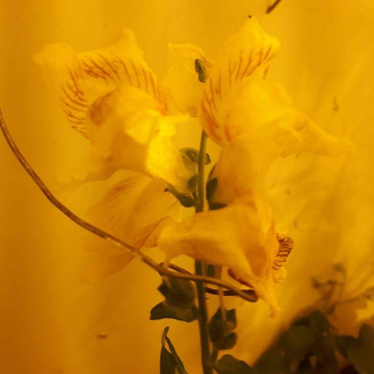 Plant image Antirrhinum majus 'Twinny Peach' (Twinny Series)