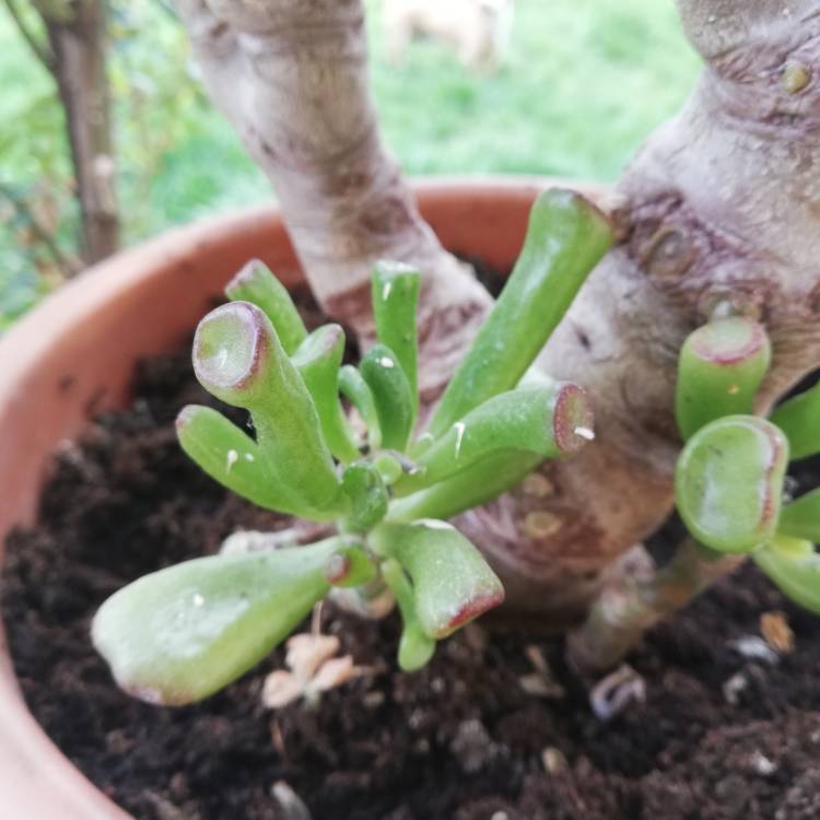 plant image 1006480