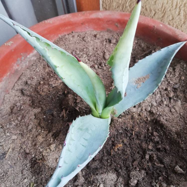 plant image 1006496