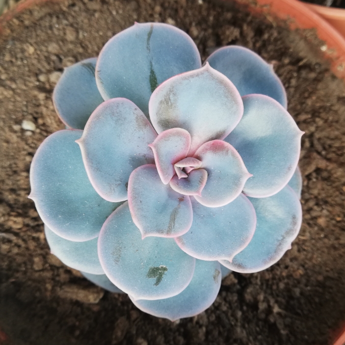 plant image 1006501