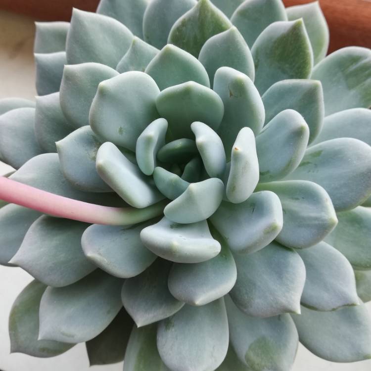 plant image 1006516