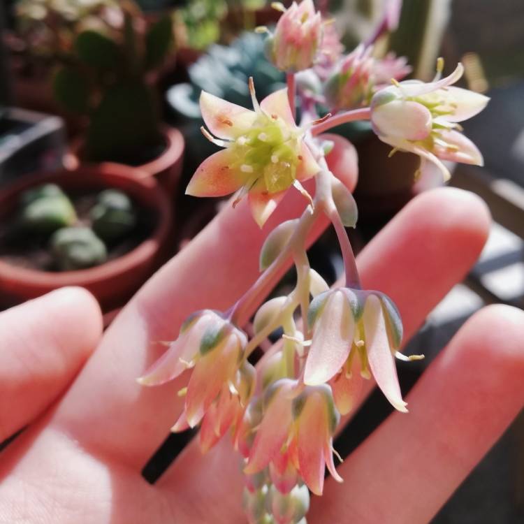 plant image 1010214