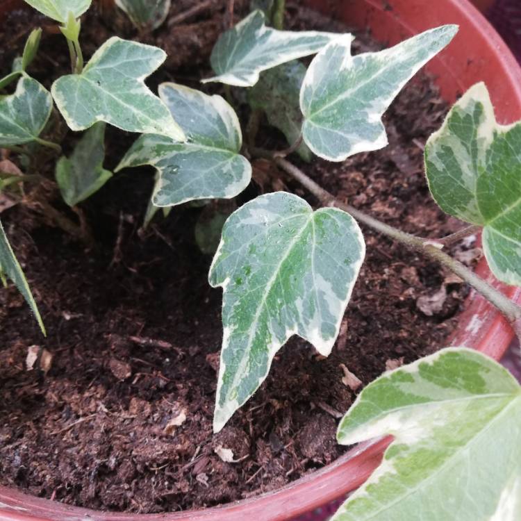 plant image 1010312