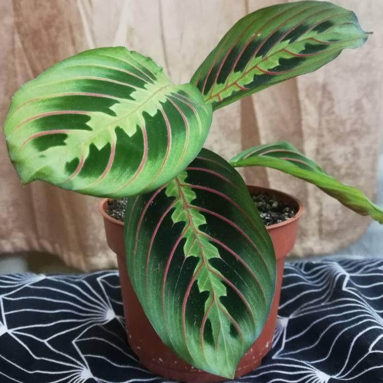 Plant image Maranta leuconeura 'Fascinator Tricolour'