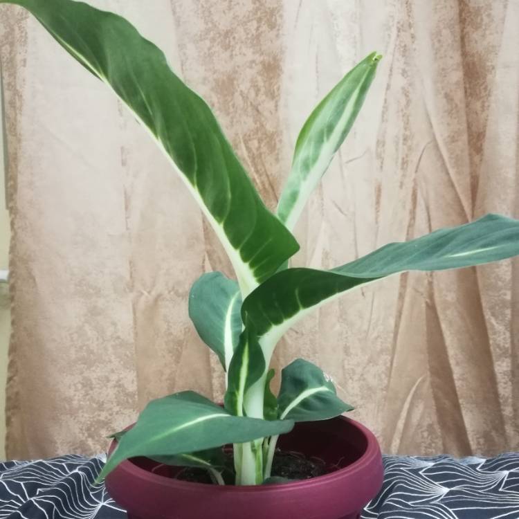plant image 1024448
