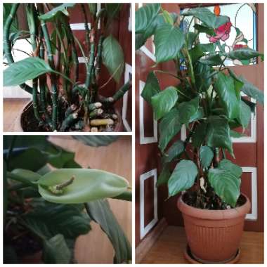 Aglaonema