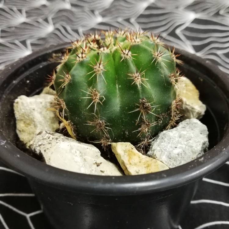plant image 1048432