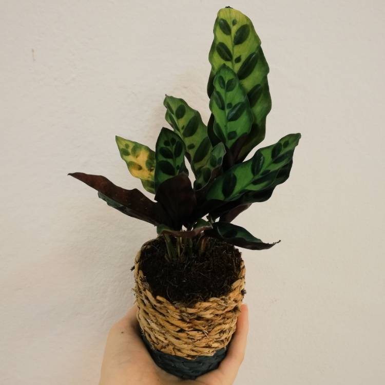 plant image 1068837