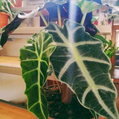 Alocasia x amazonica 'Polly'