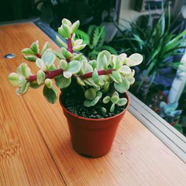 Portulacaria Afra Variegata