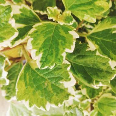 Plectranthus madagascariensis