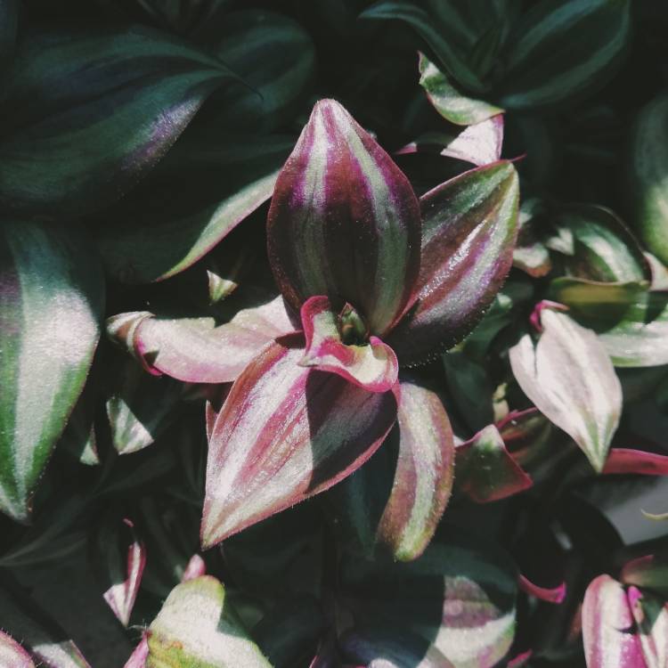 Plant image Tradescantia zebrina  syn. Tradescantia tricolor, Tradescantia zebrina pendula, Tradescantia pendula