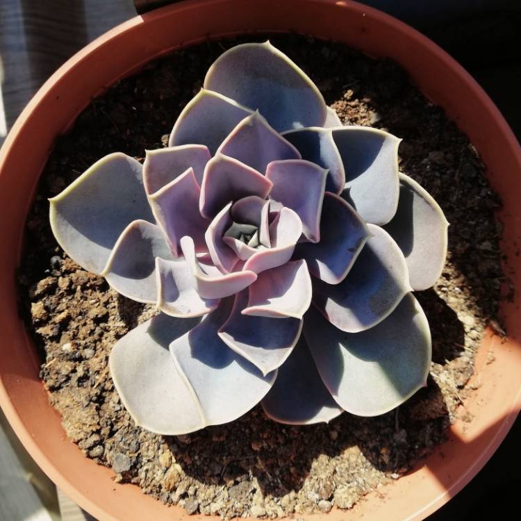 Plant image Echeveria Purple Pearl