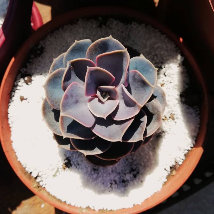 Plant image Echeveria Purple Pearl