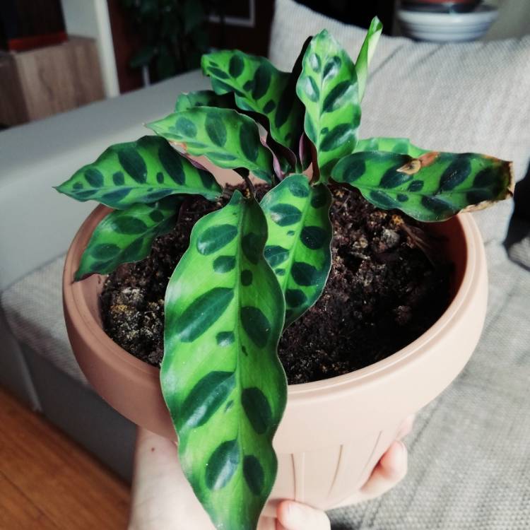 plant image 1106424