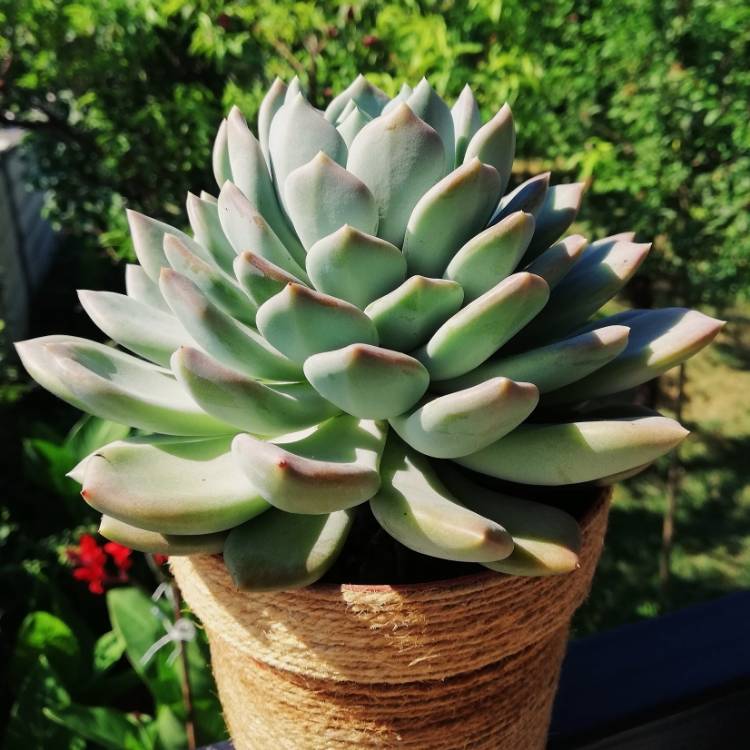plant image 1106430