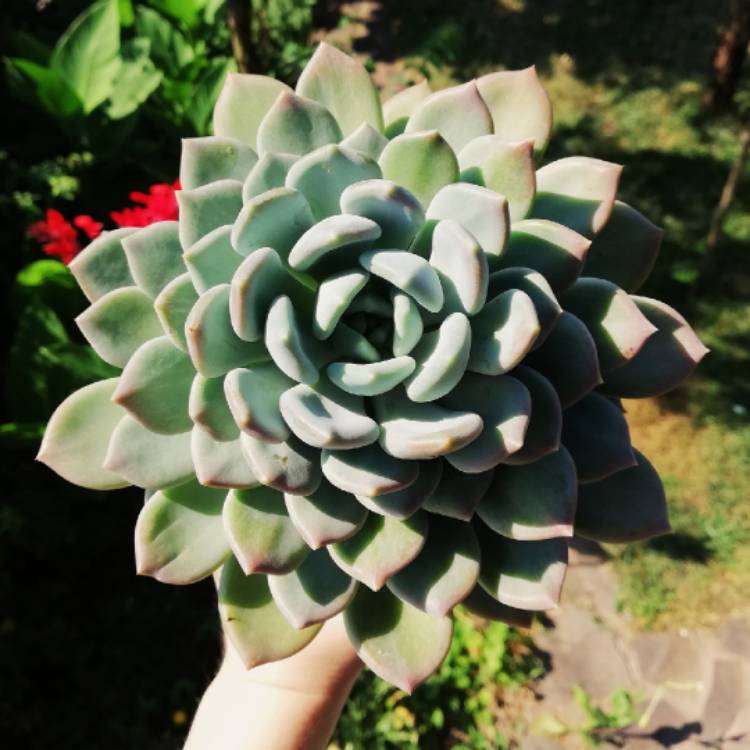 Plant image xSedeveria Lilac Mist