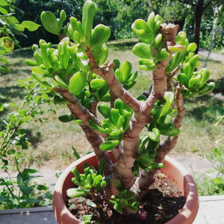 Plant image Crassula ovata 'Gollum'